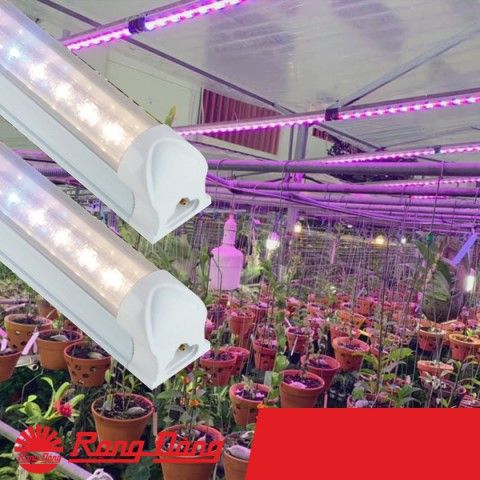 Bóng Đèn LED cây phong lan - Rạng Đông - NCM-20/25W-WBU